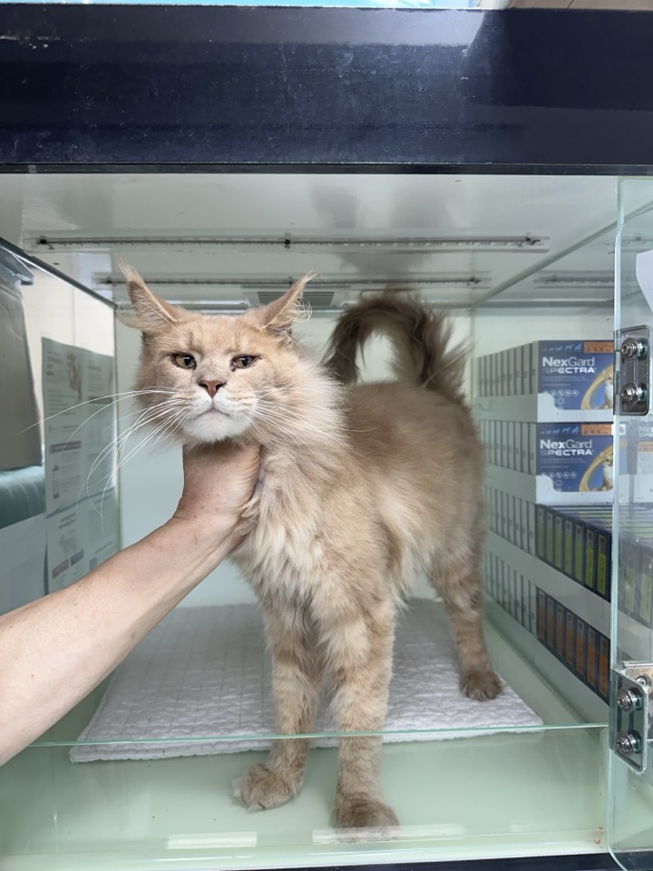 신공항동물병원_428349202400891